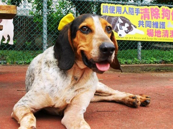 險些喪生深山的「咪魯」，被登山客救援下山，現在也需要有緣人帶牠回家。 新北動保處/ 提供