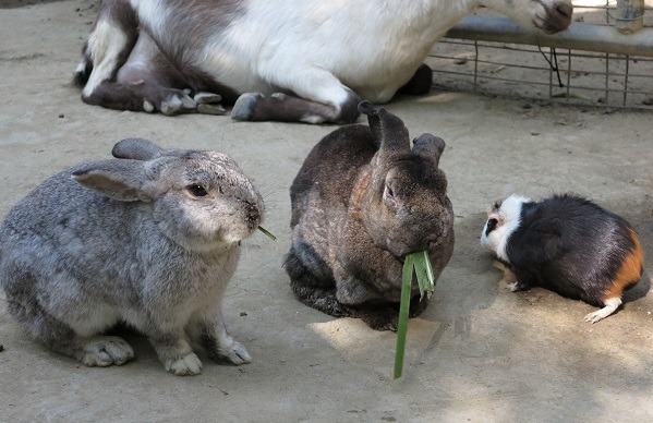 兔與天竺鼠是極受歡迎的寵物，每年需進口牧草約4.75億元。 蕭士塔/攝