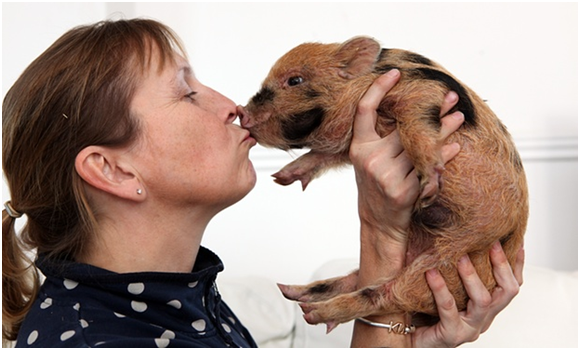 只有中型狗大小的迷你豬問世，你是期待? 或是憂慮 ?   取自Graham Turner