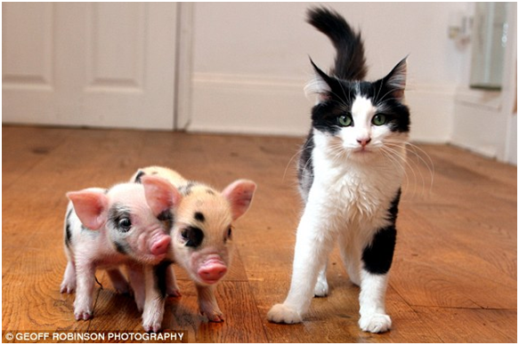 比喵星人還小巧的迷你豬，純屬想像。 取自i.dailymail.co.uk