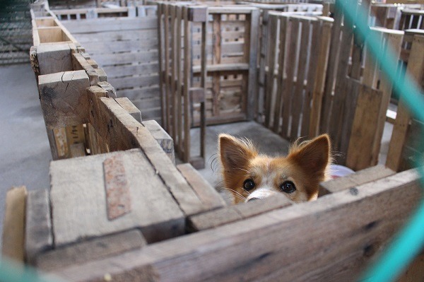 用棧板隔出的臨時犬舍。 李娉婷/攝