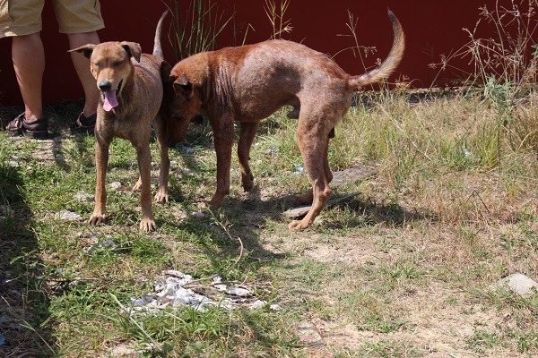 馬來西亞有許多放養家犬，不少飼主不在意動物的皮膚狀況。 李娉婷/攝