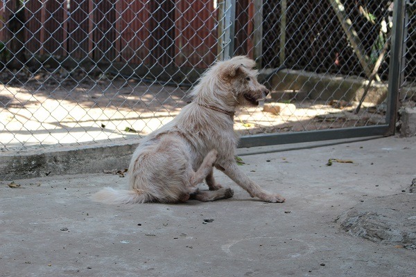 由於動物醫療費用昂貴，劉老師試圖自行為狗兒治療皮膚病。  李娉婷/攝