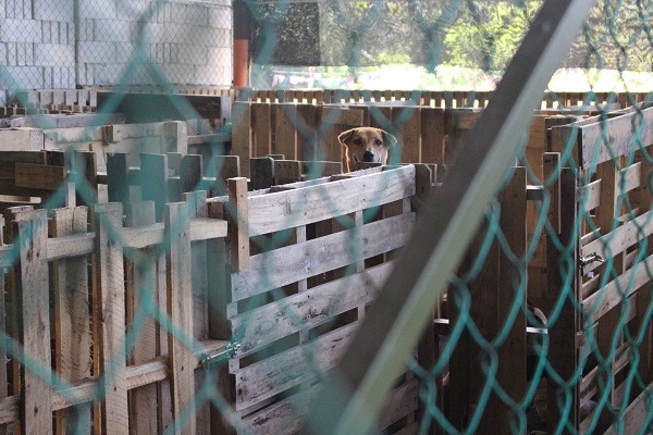 利用棧板做成的圍牆不利於清潔與防疫。 李娉婷/攝