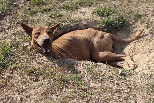 沙巴的流浪狗大多有皮膚問題。  李娉婷/攝