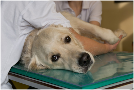 新研發的抗體給狗帶來了希望。 取自網路
