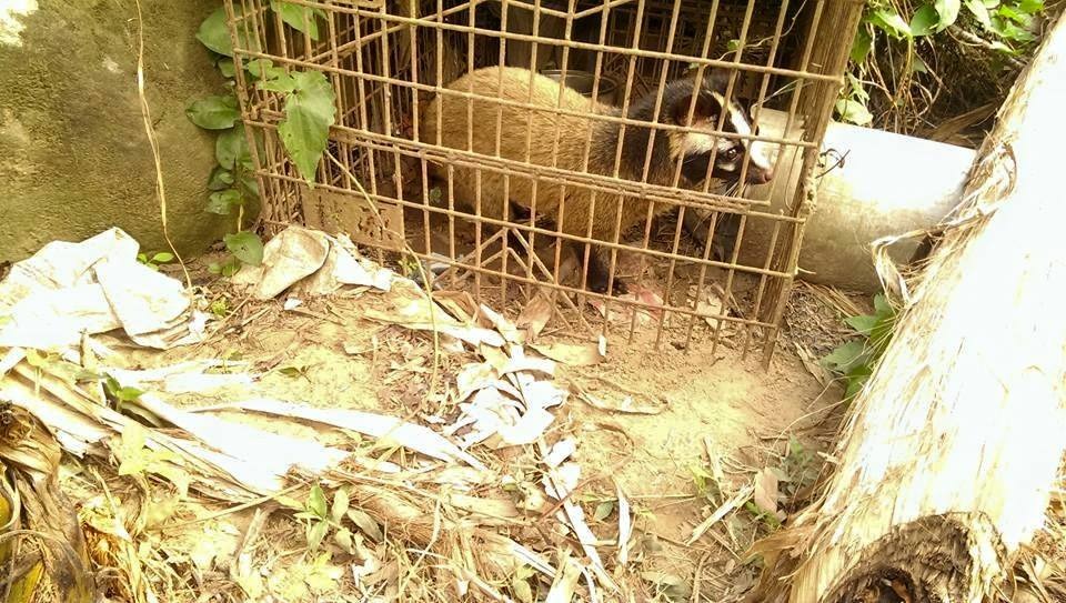 非法繁殖場主人經常獵捕白鼻心，籠內白鼻心也餓到伸手跟愛媽討食。 愛媽/提供