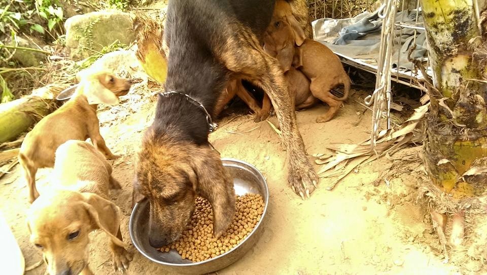 愛媽說黃金獵犬盛行時，該繁殖場也曾經繁殖，現在大部分繁殖米格魯和波音達犬。 愛媽/提供