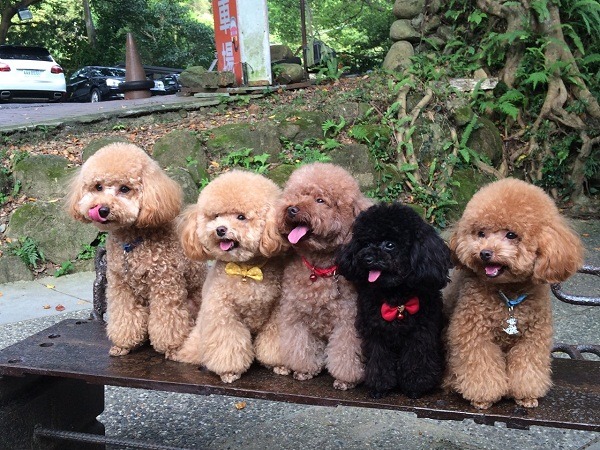 苗栗勝興車站前來張毛孩大合照，不需要美景映襯就很搶眼。  曾大年/攝