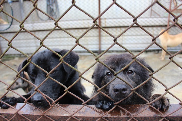 地處偏僻的民間狗場，使用的多是農牧用地，但仍不符法令規範，必須秏時費的變更為「特定目的事業用地」，以致難以合法化。 黃靖雅/攝