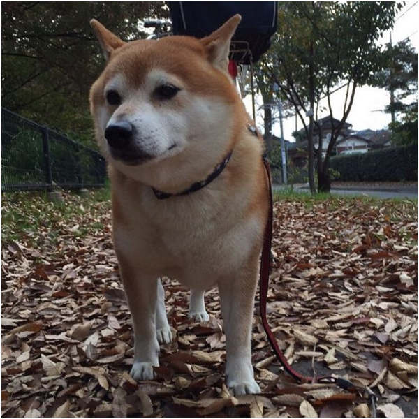 退休後和鈴木婆婆出門散步的小柴近照。 取自doggy134