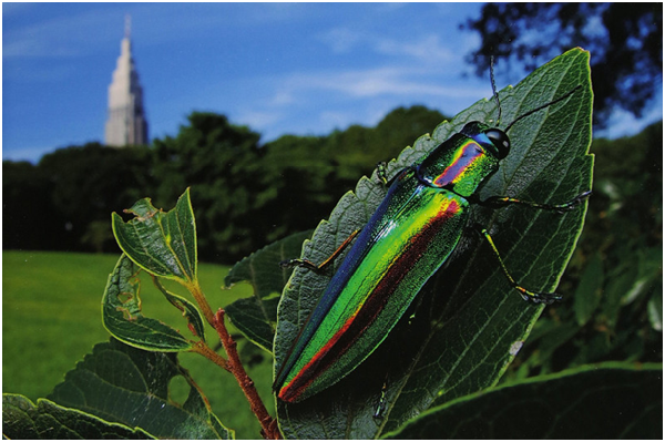 昆蟲組發現吉丁蟲（Buprestidae）、栅黄灰蝶（Japonica saepestriata）、刺棘山蟻（Polyrhachis lamellidens）等許多已在東京滅絕或瀕危的物種。圖為吉丁蟲。 取自《生命森林 明治神宮》