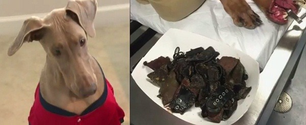 經歷了這件事後,摩卡被主人打趣成了真正的「Watch Dog」,右圖是手術從牠胃中取出的各種異物。 取自YouTube截圖