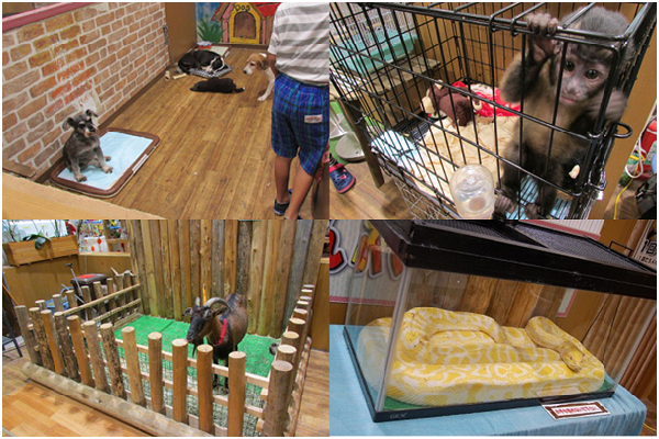 動物或是被囚禁在狹小空間，或是欠缺環境豐富化。右下圖的黃金蟒專供遊客掛在脖子上拍照，每次收費1,000日幣（約300台幣）。 取自網路