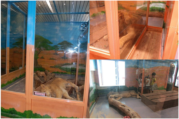 年輕公獅長期被關在室內，毫無社交及運動可言。而為了讓遊客近距離觀看牠，內側甚至設了1條約50公分寬的玻璃走廊。 取自網路