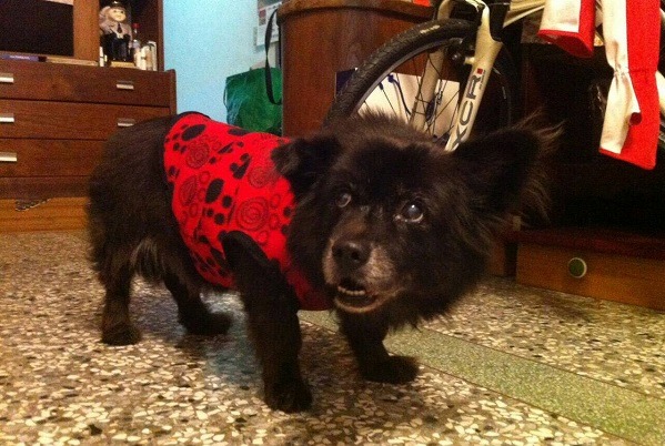 中正國中早在16年前就養有校犬Momo，和流浪狗結緣甚早。 許嘉祐/提供