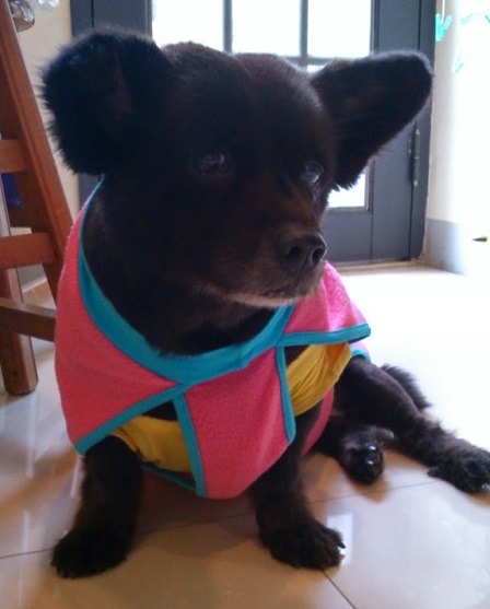 當了6年校犬的Momo，轉做家犬也有10年了。許嘉祐/提供