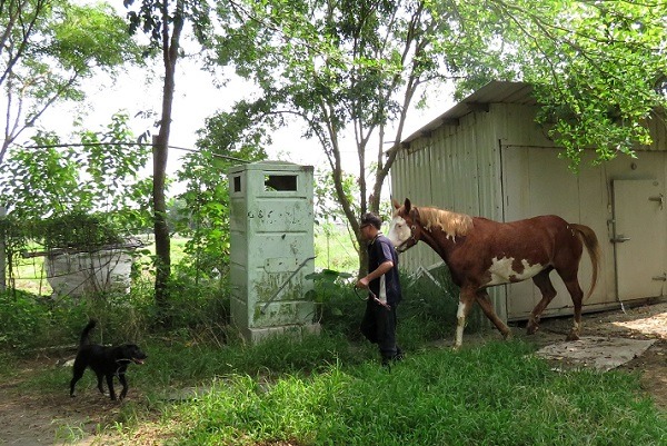 看到馬術師將馬牽出，熊熊迫不急待的想當起牧羊犬。 蕭士塔/攝