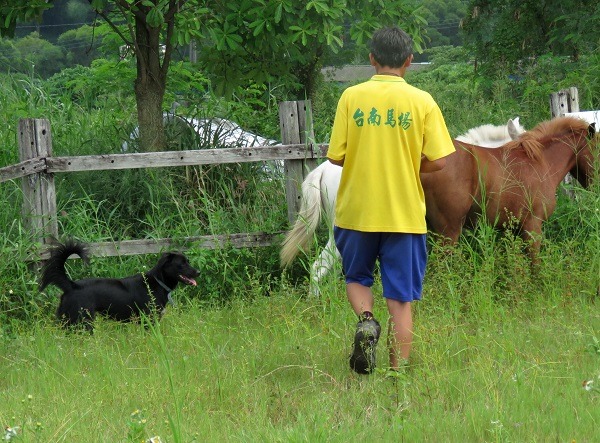 馬術師只覺得熊熊好玩，並不認為幫什麼忙，卻是熊熊在馬場最快樂的工作。 蕭士塔/攝
