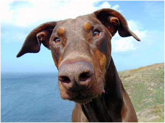 狗在跟隨人類生活的漫長歲月中，培養出洞察人類目光的能力，但牠們不會跟著人做沒有目標的凝視。  取自網路