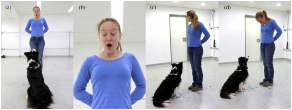 （a）實驗者和狗在房間的中心，並透過叫牠的名字和命令，得到牠的注意力。（b）當狗看她的臉時，她馬上做一個驚訝的表情。然後在（c）的實驗和（d）控制的情況下，凝視視線。 取自網路　