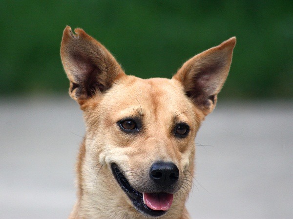 台南市率先推動TNR，TNR的狗以剪耳尖作為標記。  蕭士塔/攝