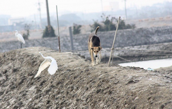 魚塭工作犬可以有效驅趕獵食魚蝦的水鳥。工作犬的推廣，有利於認養率的提升。    蕭士塔/攝