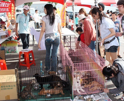 流浪犬貓認養活動準備工作繁瑣,易受氣候環境影響而被迫取消。 蕭士塔/攝
