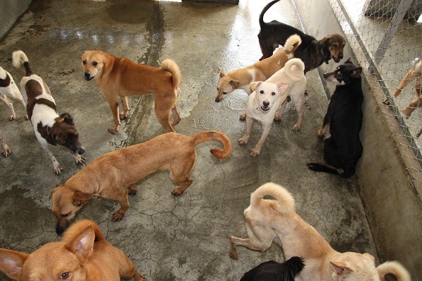 流浪動物零安樂死,如何送養和處置流浪狗,成為重要課題。 蕭士塔/攝