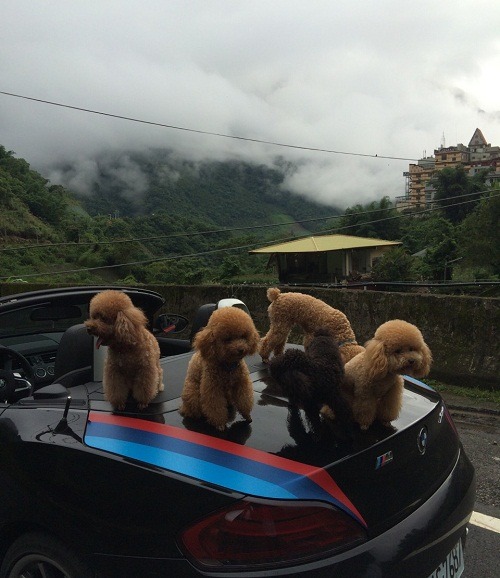 屬於高山景點的信義鄉東埔溫泉，毛爸媽可以帶毛孩一起面向玉山，欣賞美景!    曾大年/攝