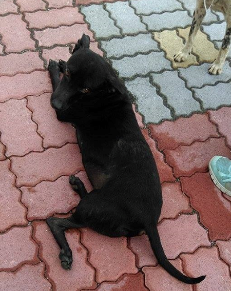 被貨車輾過無法動彈的浪犬小黑,後腿嚴重變形。 台南楠西國中/提供