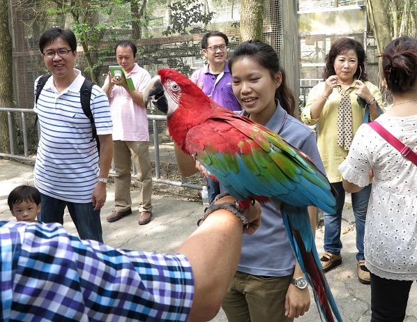 鸚鵡與遊客的互動活 動很受歡迎。  蕭士塔/攝
