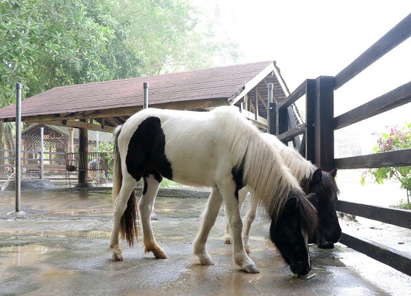 南元農場面積寬闊，動物管理完善，巢舍打掃乾淨。   蕭士塔/攝