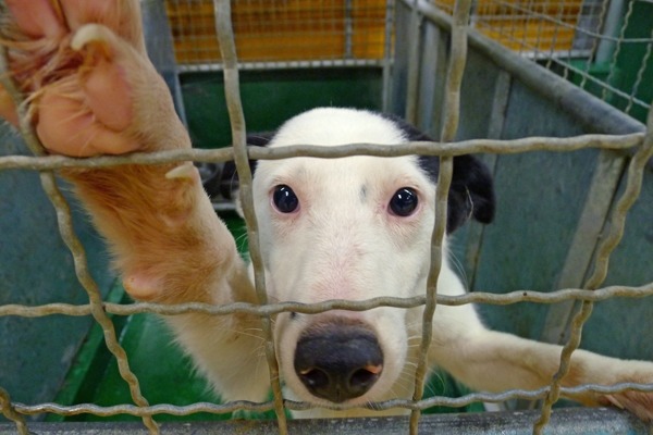 對狗狗而言,如果收容所沒有安樂死,是不是能比在街道上遊蕩安全些? 何宜/攝