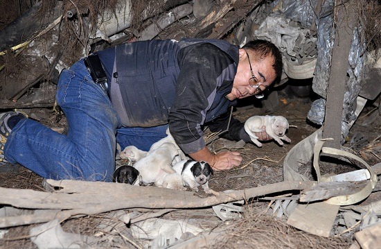儘管參與動物救援的志工已相當多，至今仍以倪兆成為超級高手，無人能比。   台灣動物緊急救援小組/提供