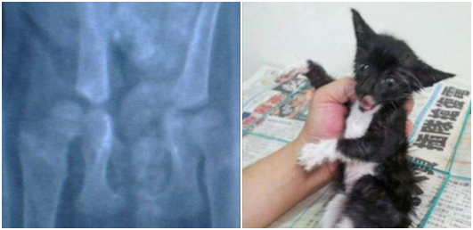 獲救小貓送醫救治，發現腿部有脫臼，受過苦難的牠超級乖，讓愛媽心疼。桃園愛媽/提供