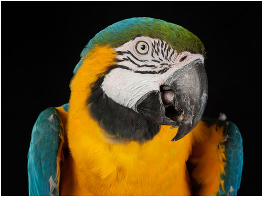 提戈（Tico）是住在庇護所的金剛鸚鵡，牠非常情緒化，但喜歡迪士尼的樂曲。    取自網路