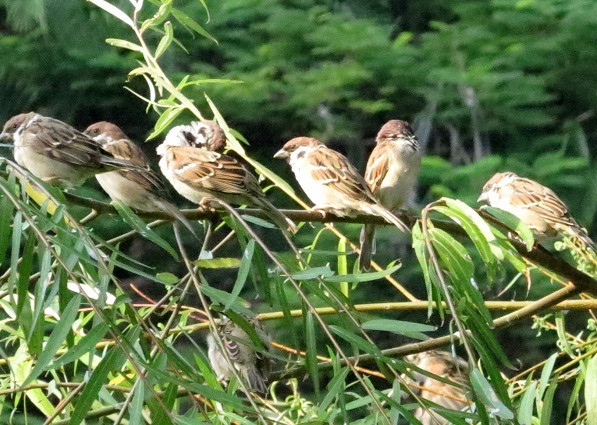 麻雀是食用結穗稻穀最大的族群。　蕭士塔/攝