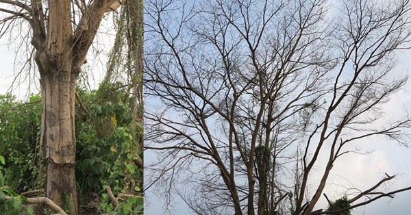 巨大的小葉欖仁樹原本是野鳥的家，已被剝皮枯死。  蕭士塔/攝