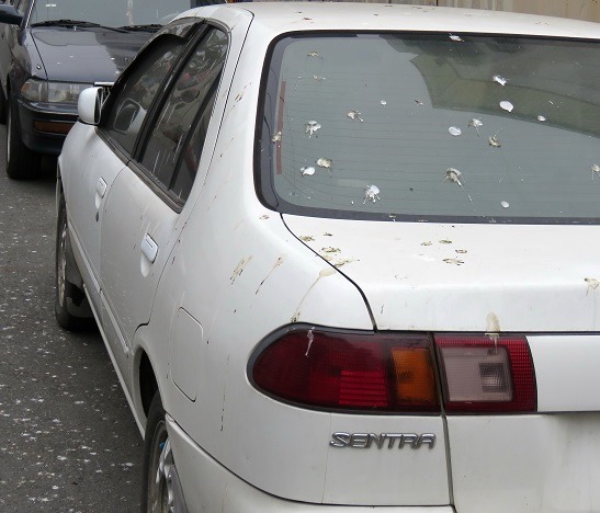 停在路邊的白色汽車，隔天早上發現沾滿鳥屎。 蕭士塔/攝