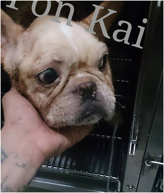 愛撒嬌的法鬥妹妹有了一個可愛的名字「牛妹」！劉芃凱/攝