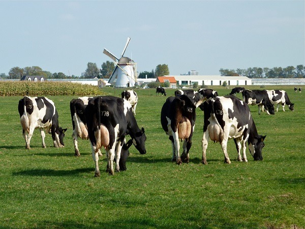 在風車前悠閒吃草的乳牛。Martha de Jong-Lantink /攝