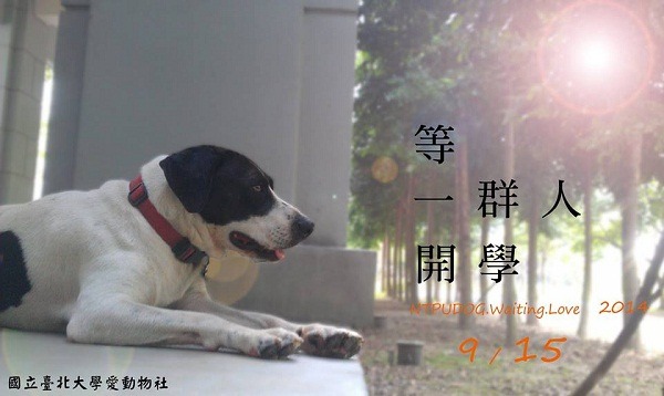 牛牛總是各個學生社團製作海報或宣傳活動時的第一人選。　台北大學愛動物社/提供