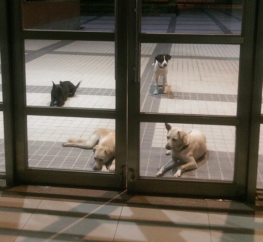 牛牛帶著小弟們來堵門啦！這麼可愛你怎麼捨得不出來陪牠們玩？　宋秉詮／提供