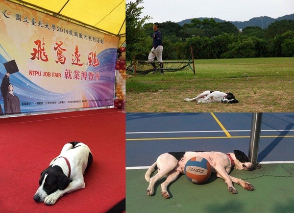 以校為家的牛牛，不論是草地、球場還是舞台上，無處不睡。 台北大學愛動物社／提供