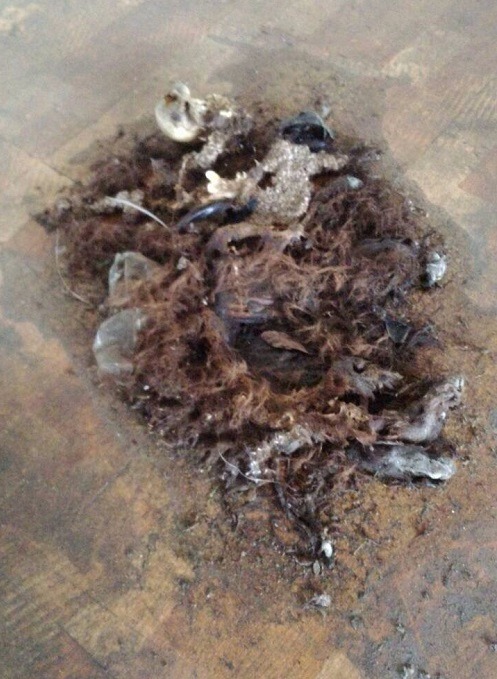 依稀可辨認出四肢、已化為骨骸的這隻動物，生前遭到什麼樣的凌虐? 新北市動保處/提供