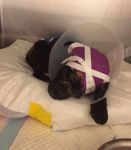 曾被擄出動物醫院的小黑狗，仍在療傷，新北市動保處考慮把牠轉到動保處治療。新北市動保處/提供