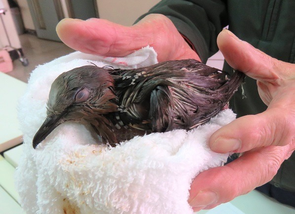 老翁用毛巾包住被膠水困住，掙脫受傷的斑鳩，送到動保處。 蕭士塔/攝