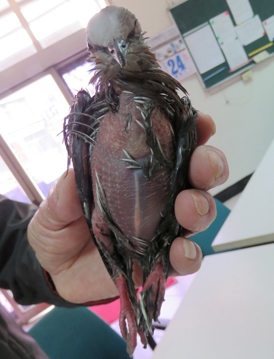 斑鳩奮力掙扎，黏在樹幹上的腹部羽毛全脫落，皮膚呈紫紅色，奄奄一息。 蕭士塔/攝