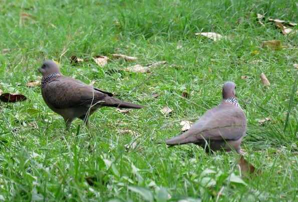 斑鳩是溫馴親人的野鳥，都會區公園隨處可見。 蕭士塔/攝                        